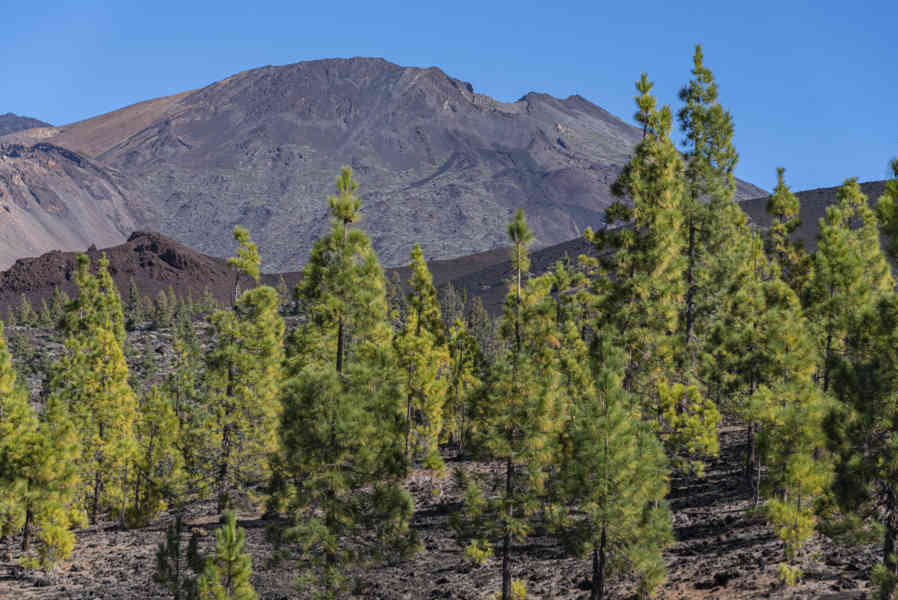 Tenerife 29 - parque nacional del Teide - volcán Cumbre Vieja.jpg